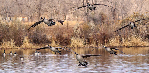 bird birds canon geese albuquerque goose canadagoose winterfire riograndenaturecenter winterfirephotographicarts