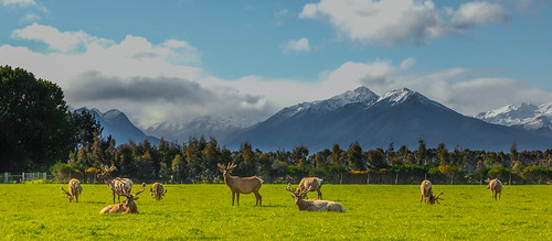 newzealand mountains animals rural landscape countryside scenery farm deer nz manapouri splendid splendour splendor naturesgallery nzfiordland greystump nzmanapouri copyrightcolinpilliner