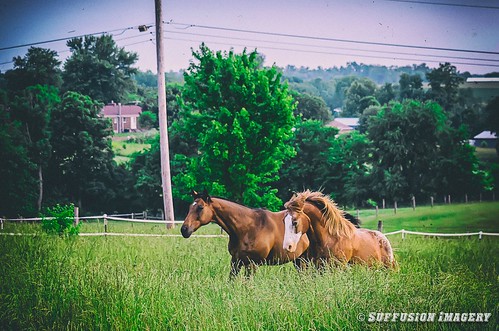 sunset horses animals clouds nikon realestate unitedstates kentucky bloomfield bardstown sigma70300mm d7000