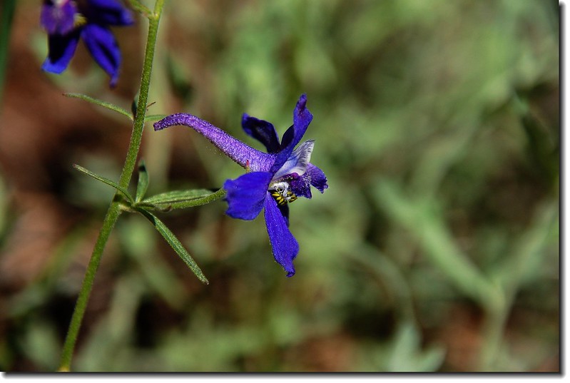 Early Larkspur 4