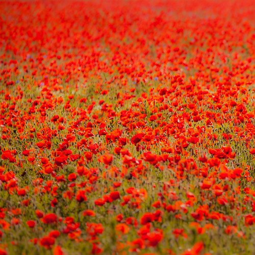 red flower nature field garden natur feld poppy poppies garten klatschmohn mohnblume papaverrhoeas