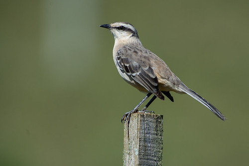 chalkbrowedmockingbird mimussaturninus