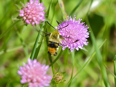 Narrow-bordered Bee Hawkmoth (Hemaris tityus) - Photo of Ceilhes-et-Rocozels