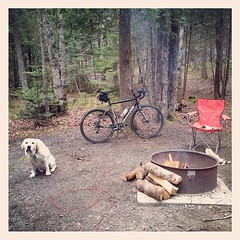 Butter Dog's "is that sausage I smell?" face.  #camp… 
