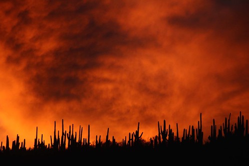 arizona usa cacti landscapes flickr desert unitedstatesofamerica sunsets gps 2013 pinalcounty sanpedrorivervalley saguarocactuscarnegieagigantea camcanonrebelt3i