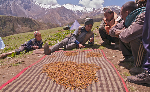 如果不加監管，過度採挖會導致冬蟲夏草滅絕。 圖片來源：Uttam Babu Shrestha