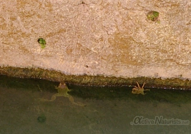 frog & crab 0000 Nahal Arugot, Dead Sea, Israel