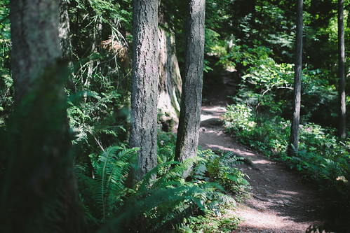 forest path trail trees pacificnorthwest depthoffield dof canon green shade nature canoneos5dmarkiii sigma35mmf14dghsmart washington johnwestrock