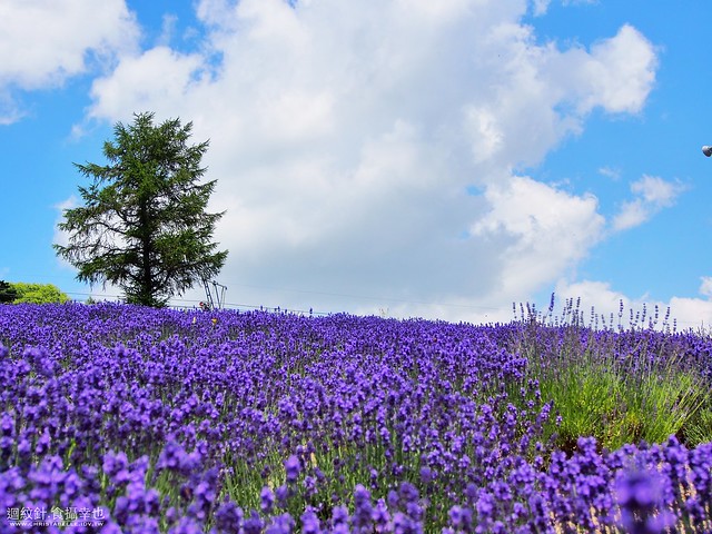 北海道 中富良野 Lavender Park