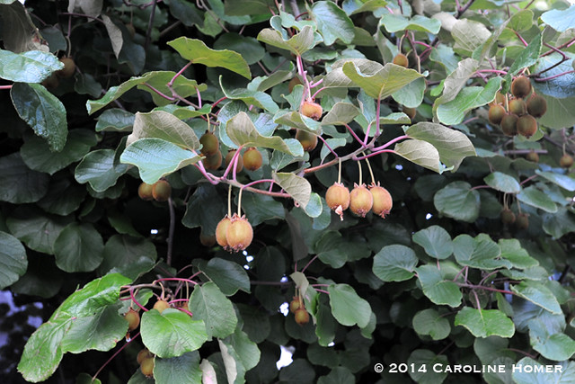 Gooseberries at Pomarius Nursery