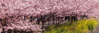 Kawazu-zakura Cherry Blossoms Festival in Kawazu Town, Shizuoka, Japan