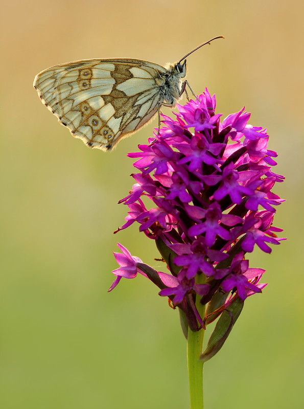 Marbled White on Pyramid Orchid, Friston Forest