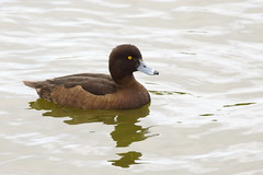 Tufted duck (Aythya fuligula), f