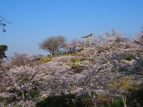 日和山公園の桜2017