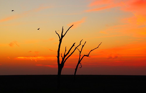 trees sunset sky canon dead louisiana wetlands marsh lafourcheparish goldenmeadow canonrebel3ti ilobsterit