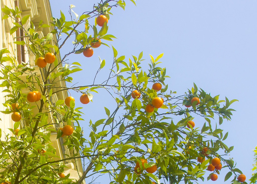 Barcelona baby orange trees on ramblas