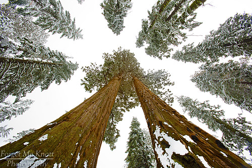 california trees sky snow storm forest giant nationalpark brian perspective fresh sierra lookingup snowing tall redwoods sequoia knott forgetmeknottphotography fmkphoto
