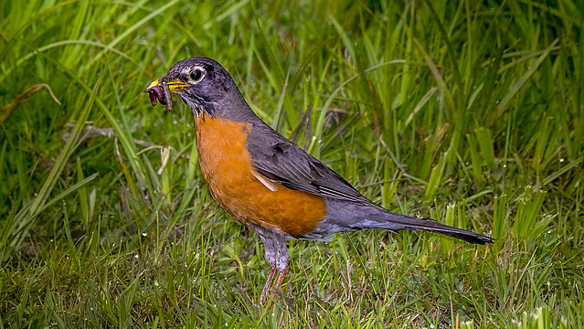 Robin with Breakfast