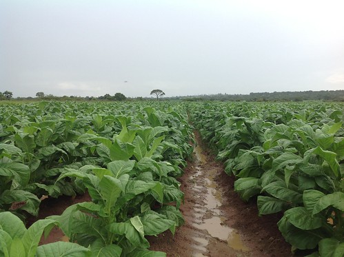 africa farming crop zimbabwe tobacco