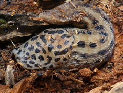 Leopard Slug (Limax maximus) - Photo of Marnhagues-et-Latour