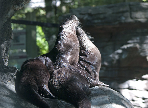 two slick river otters on a rock, rubbing up against each other, noses in the air, in a seal-like pose.