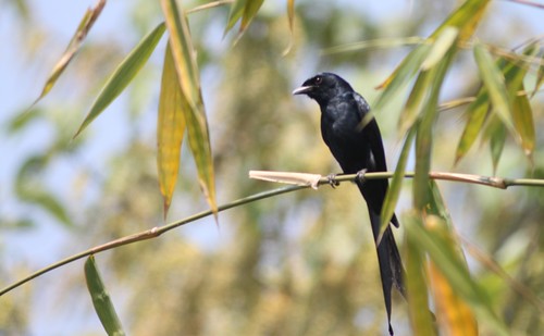 nepal oiseau drongo blackdrongo charaali