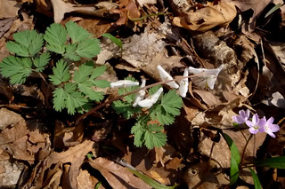 4-15-2010 Dutchman's breeches from above