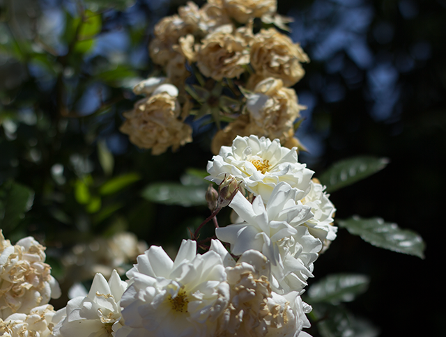 white roses in spring sunlight
