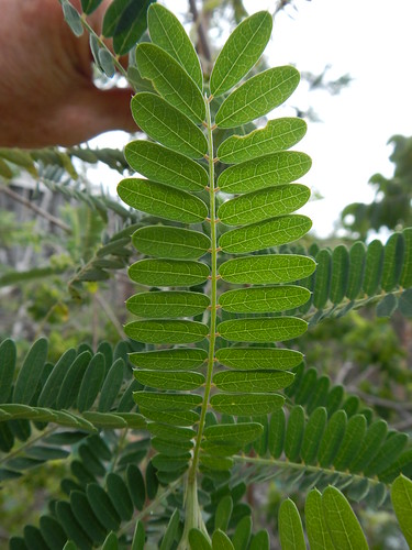 brazil tree leaves habit native bahia vegetation leaflets leguminosae caatinga pauloafonso treelet papilioinoideae robinioid