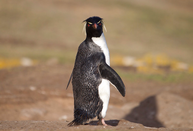 Rockhopper penguin at Saunders Island.