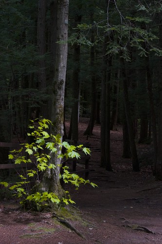 light tree leaves forest dark grow