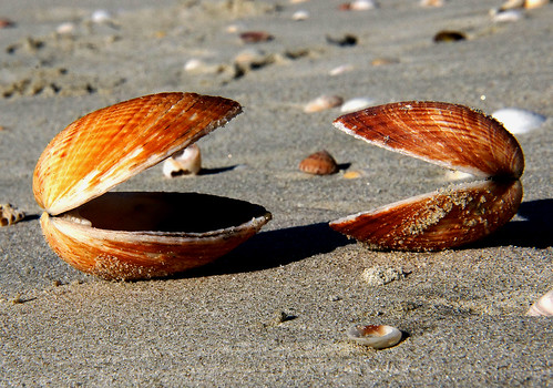 shells cockles beach seashore sonydslra580 publicdomaindedicationcc0 freephotos