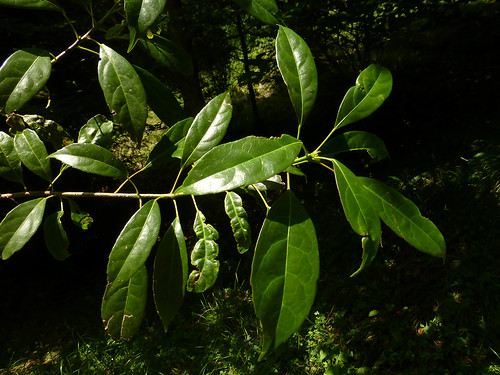 spain elaeocarpaceae sloanea sloaneasinensis jardínbotánicodeiturraran