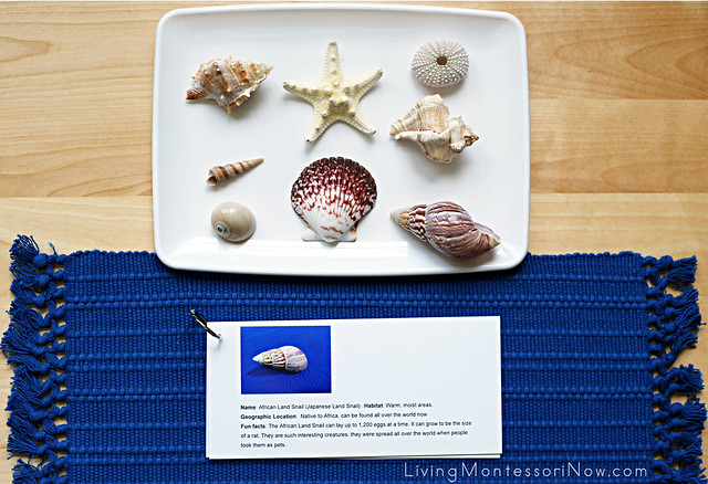 Seashells and Seashell Information Booklet