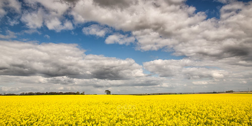 sky france nature field yellow clouds jaune ciel nuages champ pasdecalais colza arleuxengohelle