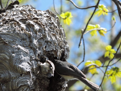 Tufted Titmice dining on a wasp nest