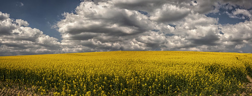 light sky field yellow clouds germany easter spring ngc feld himmel wolken rape gelb april dorp frühling rapeseed mettmann coleseed fieldtrees