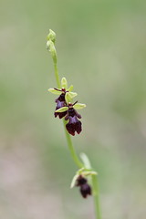 Fly Orchid - Ophrys insectifera - Photo of Neydens