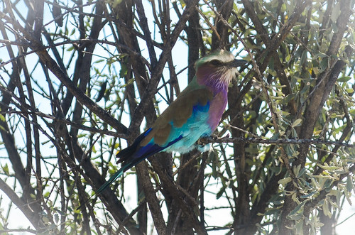 Colorful bird in Etosha NP