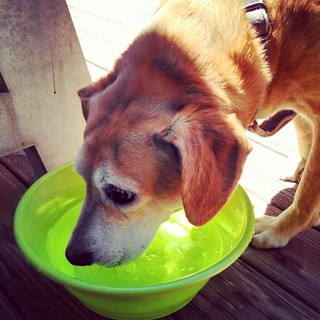 Sophie would like to remind everyone to stay hydrated...it's hot out there today! #rescued #houndmix #dogstagram #drinkup #waterbowl #ilovemydogs