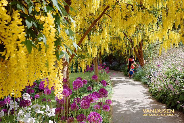 Laburnum Walk @ VanDusen Botanical Garden