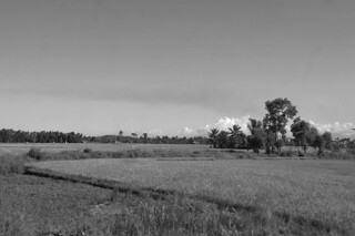 Kalibo - Countryside rice field