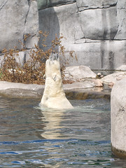 Polar bear swimming