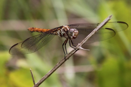 insect dragonfly polkcountyflorida lakelandhighlandsscrub