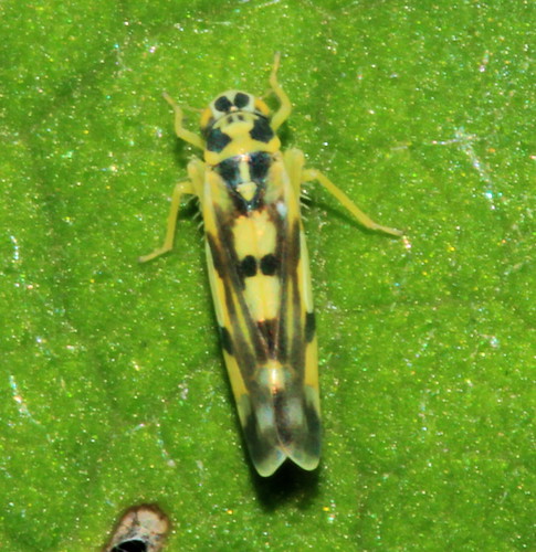 Poatao Leafhopper 29446