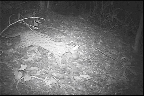 自動相機拍到石虎捕食刺鼠。（圖片來源：新竹林管處）