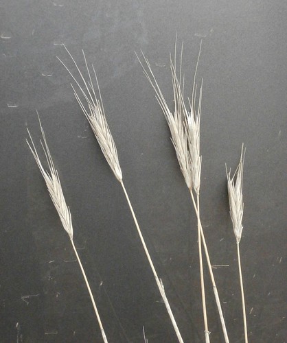 Damaged wheat heads