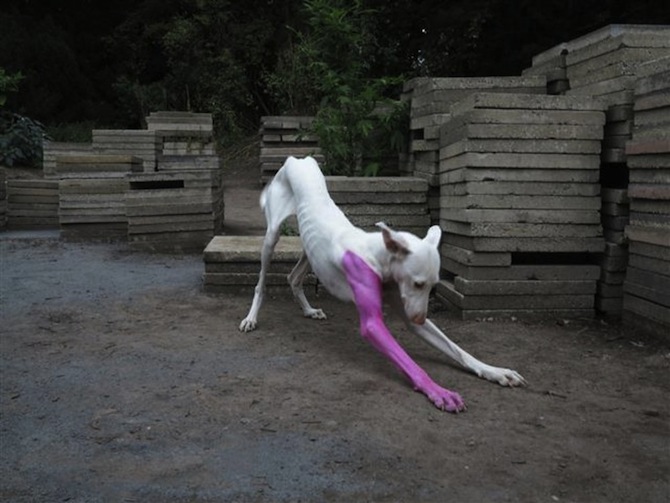 Pierre_Huyghe_Museum Ludwig_Courtesy Museum Ludwig and Pierre Huyghe / Copyright Pierre Huyghe
