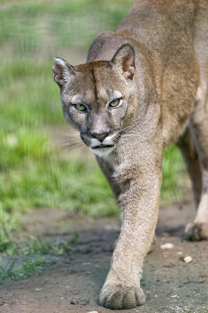 Walking cougar