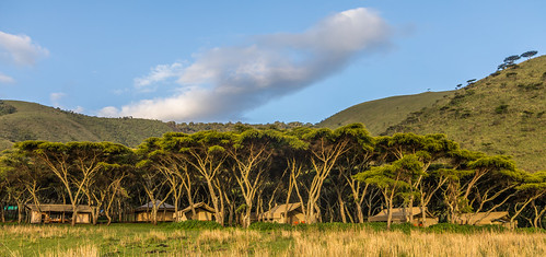 arusharegion tanzania tz ngorongoro camp trees acacia nature safari animals wildlife sunset landscape blue beautiful